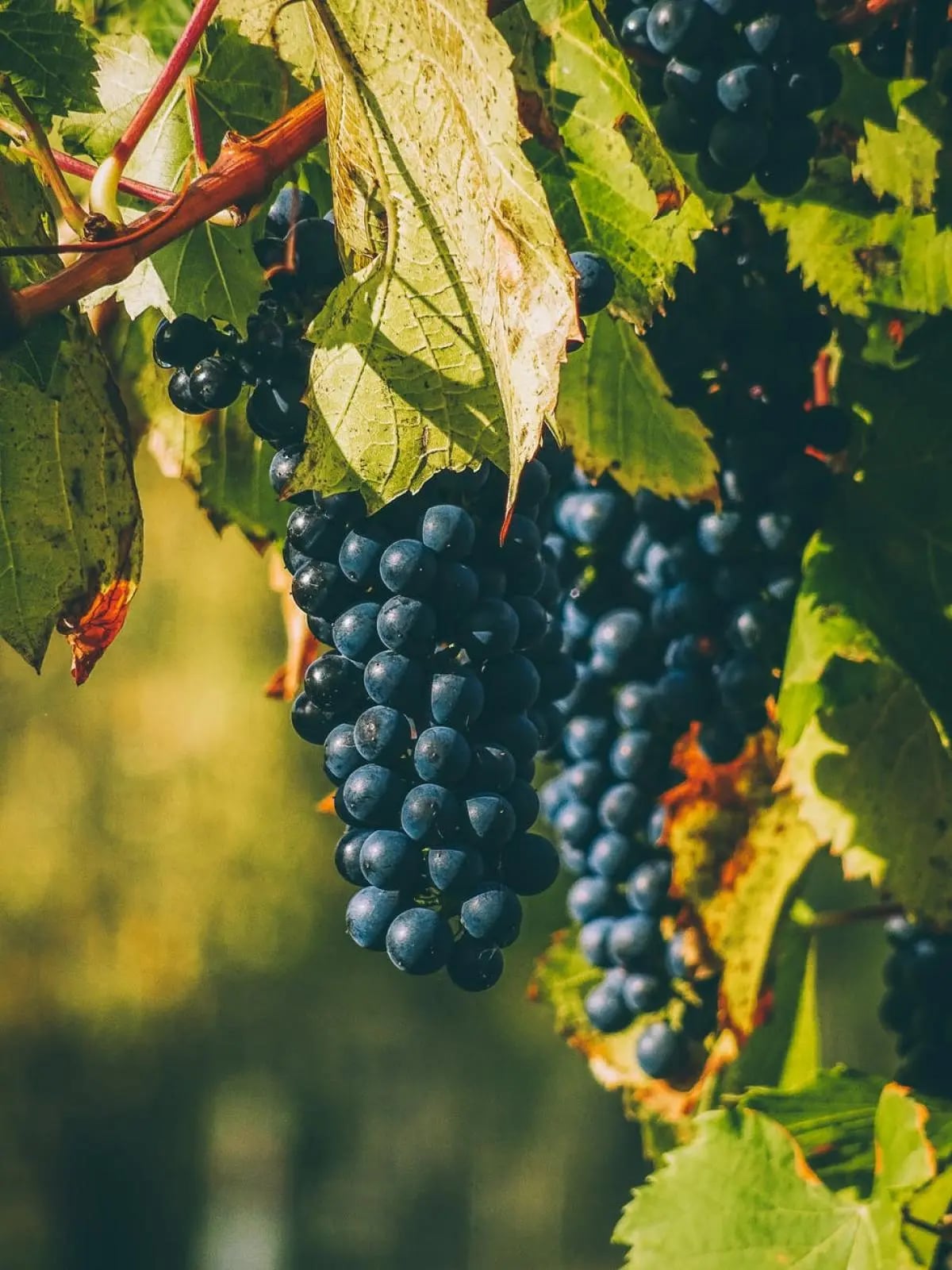 „In vino veritas“ – returning to the Bulgarian roots in an exceptional Thracian mansion 7