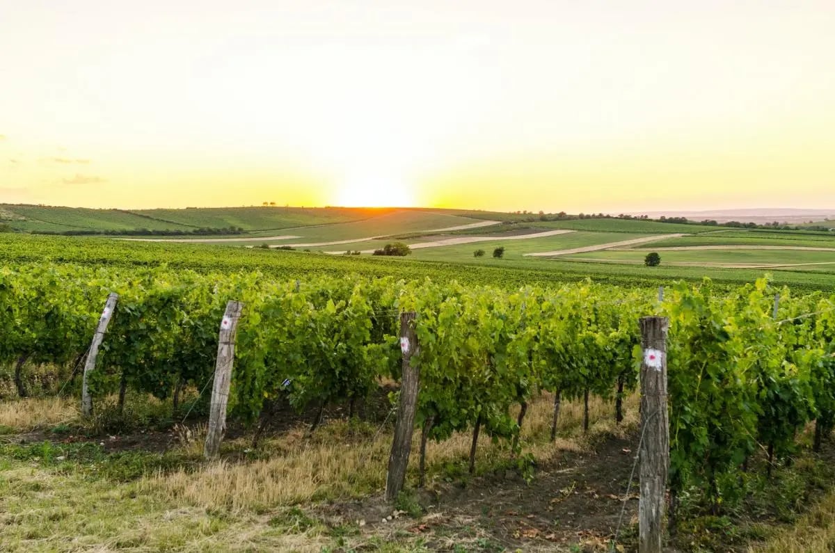 „In vino veritas“ – returning to the Bulgarian roots in an exceptional Thracian mansion 1