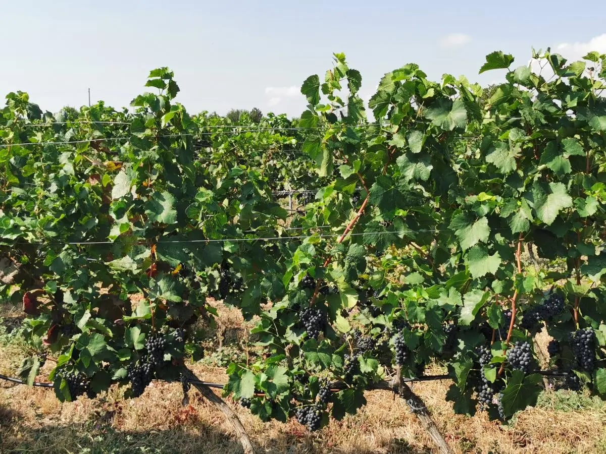 „In vino veritas“ – returning to the Bulgarian roots in an exceptional Thracian mansion 8