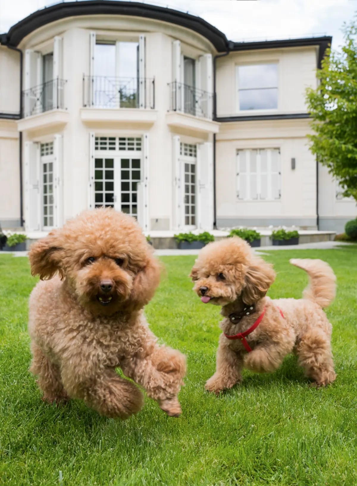 Know us by the poodles 5