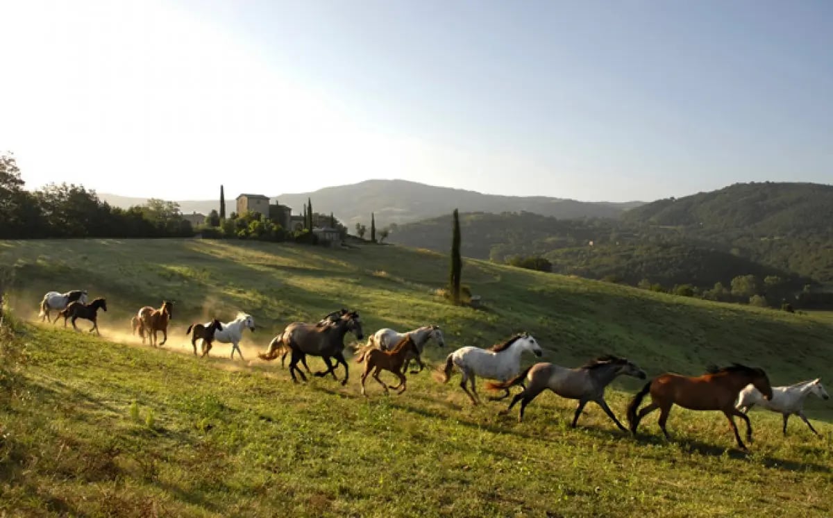 Castello di Reschio - One of the most refined and well-kept secrets of Italy 11